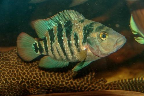 Midden Amerikaanse Cichliden: Mayaheros urophthalmus, Dieren en Toebehoren, Vissen | Aquariumvissen, Zoetwatervis, Vis