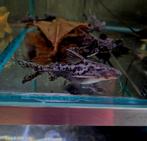 Pterodoras granulosus granulated catfish, Dieren en Toebehoren, Vis