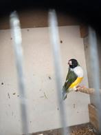 Koppel gouldamadine  2025, Meerdere dieren