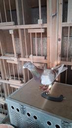 Golden Kittel Postduif, Mannelijk, Postduif