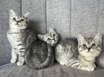 Britse korthaar kittens, Dieren en Toebehoren, Katten en Kittens | Raskatten | Korthaar, Meerdere dieren, Ontwormd, 0 tot 2 jaar