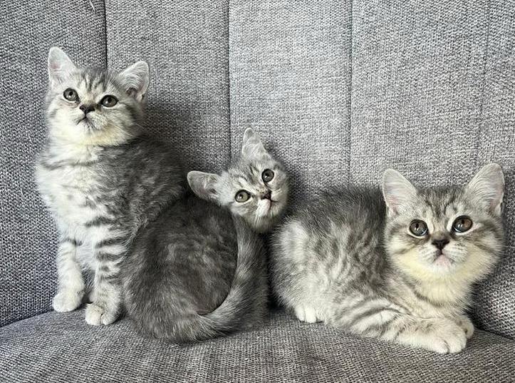 Britse korthaar kittens, Dieren en Toebehoren, Katten en Kittens | Raskatten | Korthaar, Meerdere dieren, 0 tot 2 jaar, Ontwormd