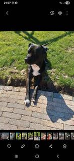 Niet te koop! lieve dekreu spike zoekt teefje, Dieren en Toebehoren, Reu, Eén hond, 3 tot 5 jaar, Nederland