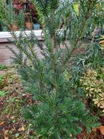Taxus van ca. 160 cm hoog, Ophalen, Taxus, 100 tot 250 cm