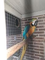 Gezocht Ara, Mannelijk, Papegaai