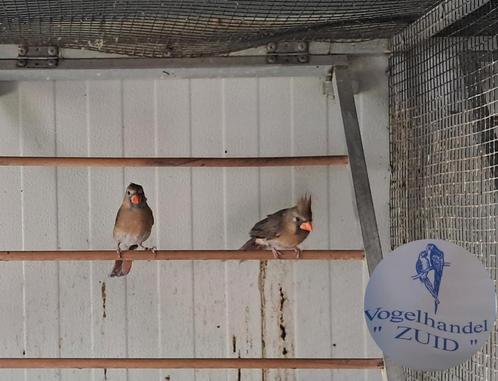 0-1 rode kardinaal, Dieren en Toebehoren, Vogels | Overige Vogels, Tropenvogel, Meerdere dieren, Geringd