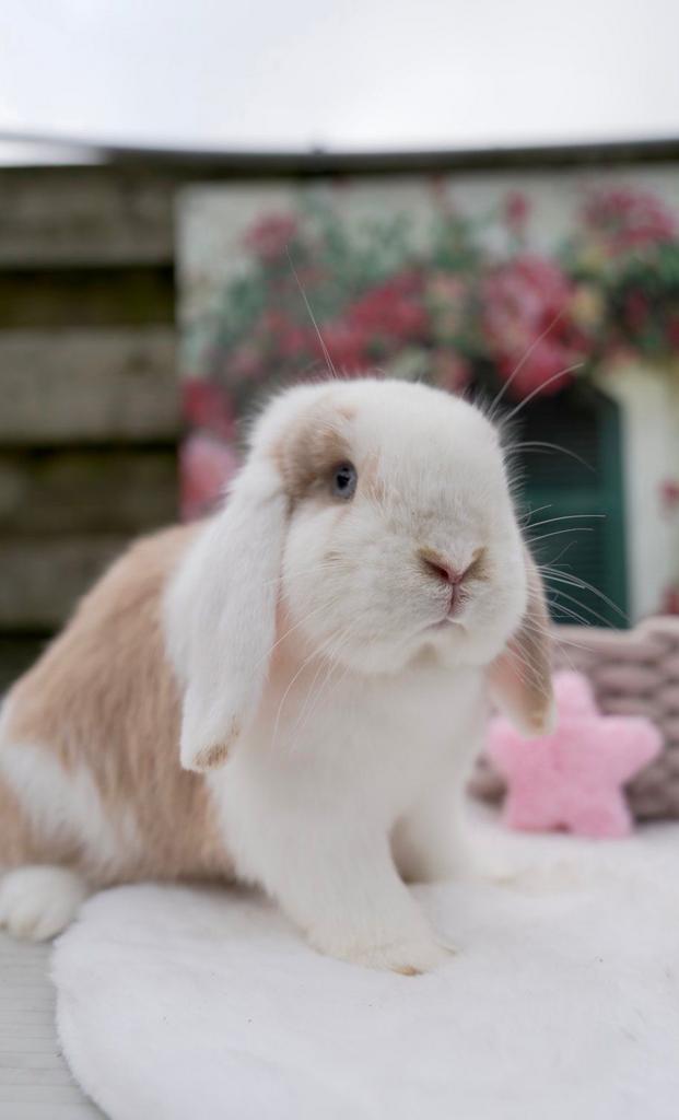 Knappe minilop voedster ! 🩷, Dieren en Toebehoren, Konijnen, Dwerg, Vrouwelijk