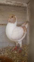 Duitse modena gazzi  geelzilver, Dieren en Toebehoren, Meerdere dieren, Overige soorten