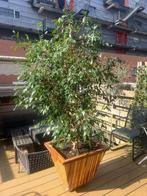 Ficus Benjamina (weeping fig) plant inclusief sierpot, Huis en Inrichting, Ophalen, Ficus, 200 cm of meer, Halfschaduw