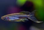 Zebra Danio Longfin - Brachydanio rerio - Koidreams Valburg, Zoetwatervis, Vis