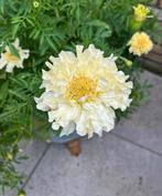 Tagetes erecta 'Kilimanjaro White' zaden, Ophalen of Verzenden, Voorjaar, Volle zon, Zaad