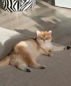 Brits golden shaded korthaar poesje, Dieren en Toebehoren, Katten en Kittens | Raskatten | Korthaar, Meerdere dieren