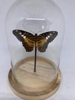 vlinder Parthenos Sylvia, Ophalen, Nieuw, Overige soorten, Opgezet dier