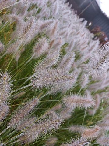 Pennisetum hameln of little bunny !  beschikbaar voor biedingen