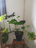 Monstera plant incl pot, Tuin en Terras, Planten | Tuinplanten, Ophalen, Bloeit niet