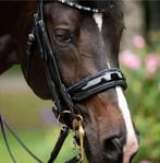 HB SHOWTIME Special STANG & TRENS Hoofdstel Full LAK Nieuw!, Ophalen of Verzenden, Nieuw, Dressuur