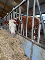 Hereford stierkalf te koop, Dieren en Toebehoren, Mannelijk, 0 tot 2 jaar