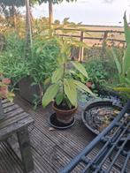 avocado plant, Tuin en Terras, Ophalen, Bloeit niet, Halfschaduw, Groenteplanten