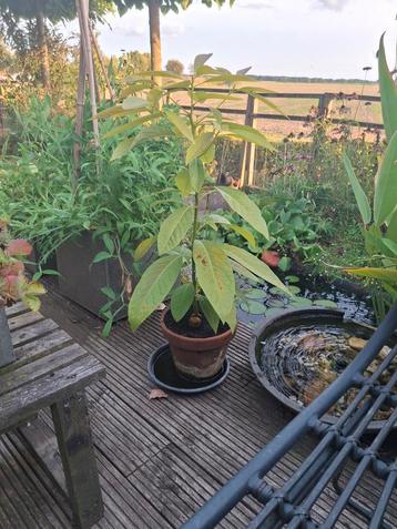 avocado plant beschikbaar voor biedingen