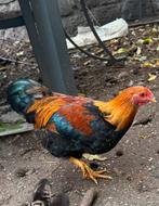 Wyandotte kriel haantjes, Dieren en Toebehoren, Pluimvee, Mannelijk, Kip