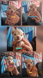 Chihuahua pups, Dieren en Toebehoren, Honden | Chihuahua's en Gezelschapshonden, 8 tot 15 weken, Meerdere, Meerdere dieren, Chihuahua