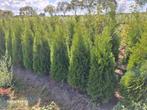 Thuja occidentalis smaragd, conifeer tot 120 cm, Ophalen of Verzenden, Conifeer, 100 tot 250 cm