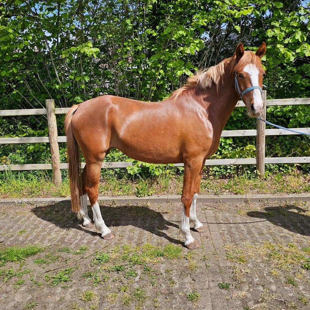 3 jarige knappe D pony vos merrie nog onbeleerd., Merrie, Met stamboom, Dressuurpony, 3 tot 6 jaar