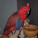 Edelpapegaai, Vrouwelijk, Papegaai