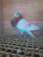 Jiennense kropper, Vrouwelijk, Kropper