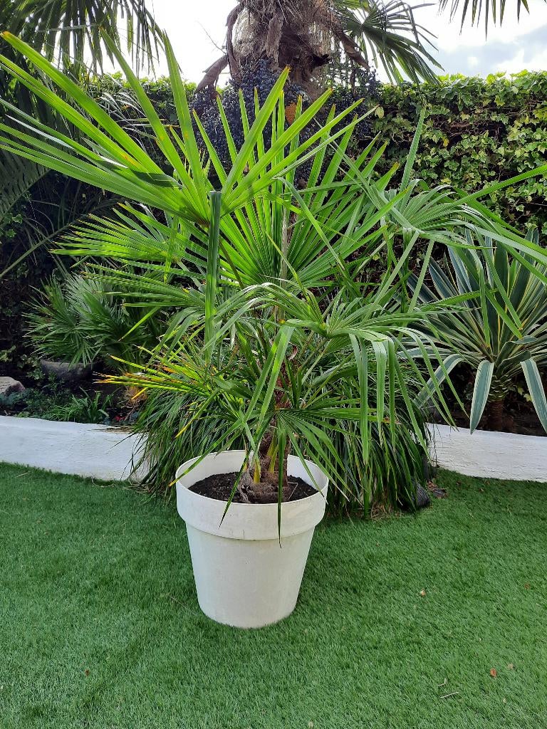 Trachycarpus Nainital, Tuin en Terras, Overige soorten, Volle zon, Vaste plant, Ophalen of Verzenden