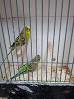 Split x blackface grasparkieten, Meerdere dieren, Parkiet