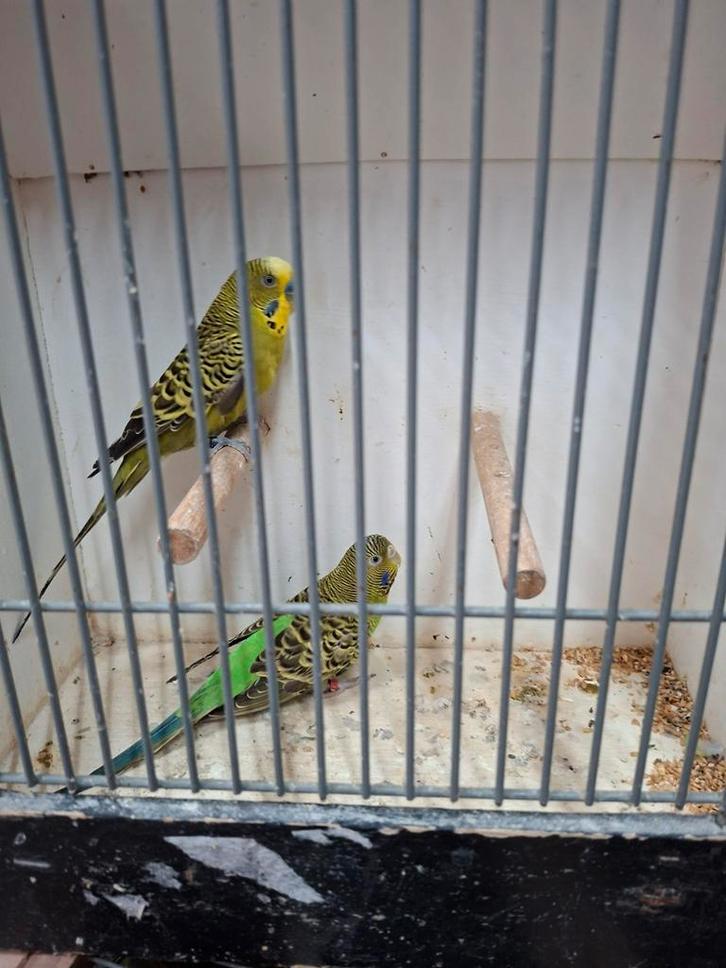 Split x blackface grasparkieten, Dieren en Toebehoren, Vogels | Parkieten en Papegaaien, Parkiet, Meerdere dieren