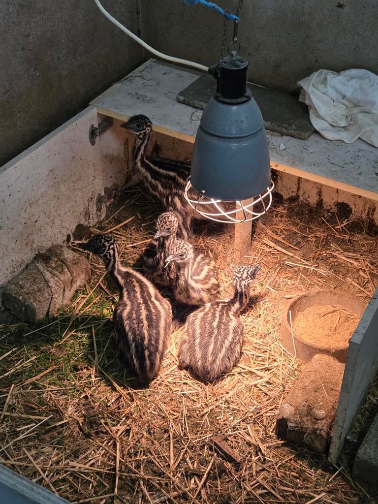 Jonge emoes - emoe kuikens, Dieren en Toebehoren, Pluimvee, Geslacht onbekend, Overige soorten
