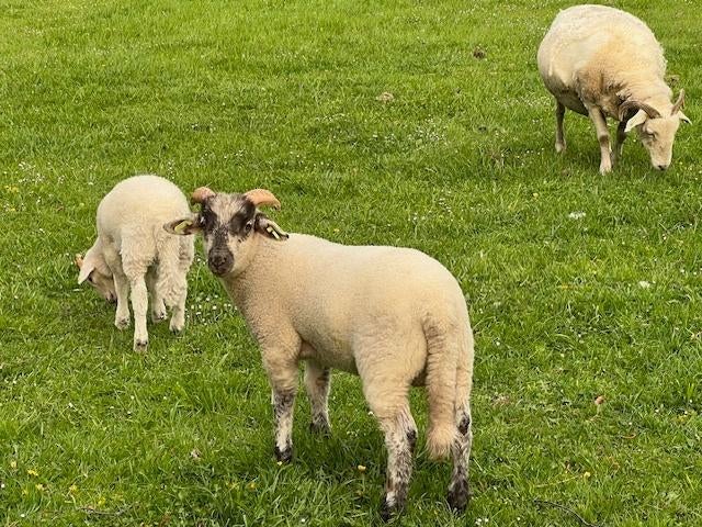ramlam kruising, Dieren en Toebehoren, Mannelijk, Schaap, 0 tot 2 jaar