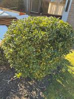 Vleesbes (Sarcococca confusa) - Sierlijke struik, Ophalen, Overige soorten, Struik, Minder dan 100 cm