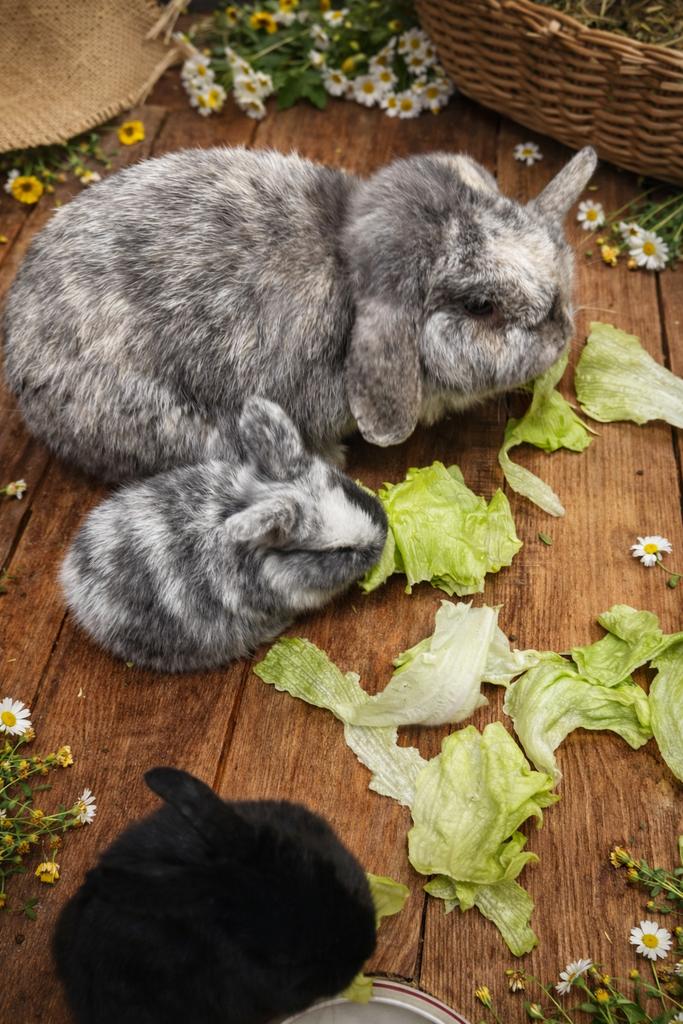 Nederlands hangoor konijn, Dieren en Toebehoren, Konijnen, Meerdere dieren, Klein, Hangoor, 0 tot 2 jaar