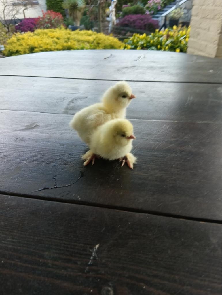 USA zijdehoender, Geslacht onbekend, Kip