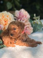 Rode Toy Poedel pup 🐕‍🦺❤️🐾 Dwerg poedel pup, Dieren en Toebehoren, Parvo, Overige rassen, 8 tot 15 weken, Meerdere