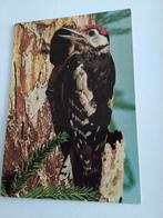 GROTE BONTE SPECHT, Ophalen of Verzenden