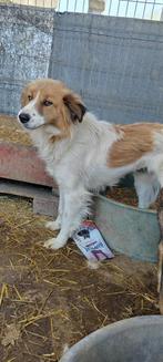 Anouk, medium kruising collie teef gest 1 jaar, Dieren en Toebehoren, Particulier, 1 tot 2 jaar, Buitenland, Teef