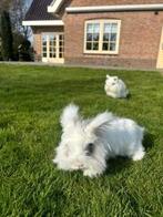 Twee konijnen met hok, Dieren en Toebehoren, Knaagdieren en Konijnen | Hokken en Kooien, Konijn, Hok, Ophalen, Minder dan 60 cm