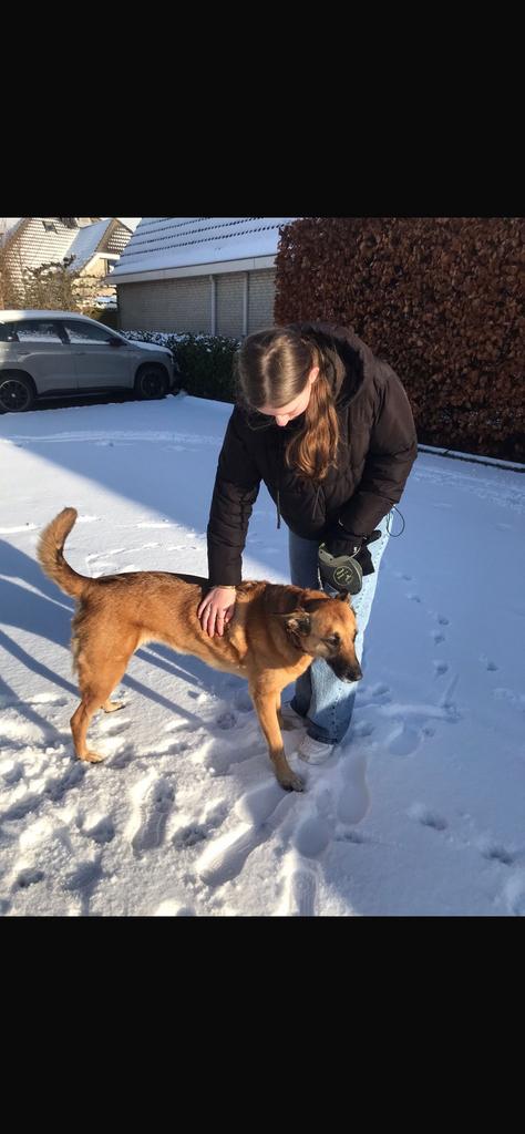 Hondenuitlaatservice&kattenverzorger, Ophalen of Verzenden, Hond