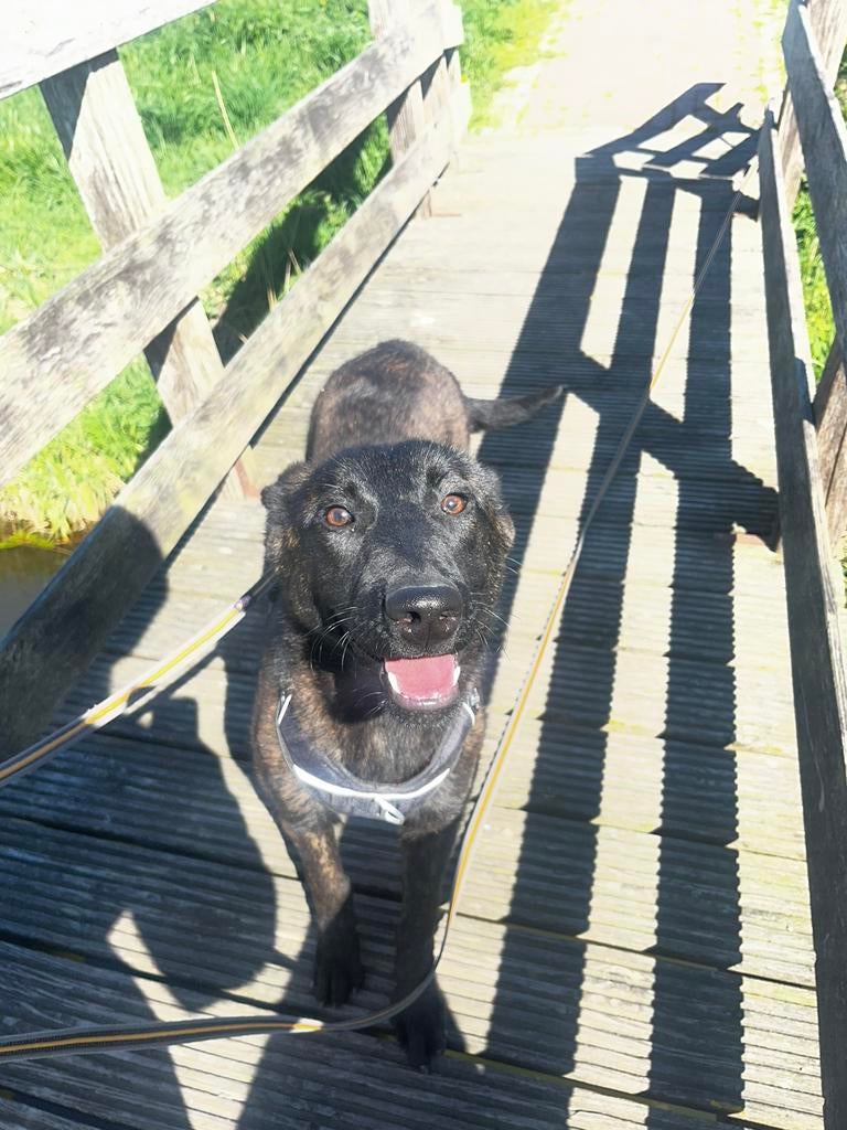 Super lief teefje te koop!, Rabiës (hondsdolheid), 15 weken tot 1 jaar, Teef, Eén hond