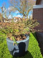 vlinderstruik, Tuin en Terras, Volle zon, Vaste plant, Zomer, Ophalen