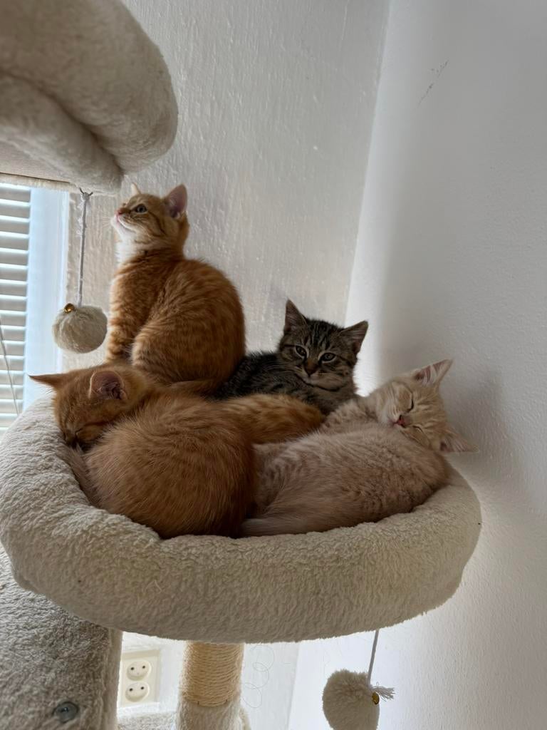 Nog 1 oranje poes over. Turkse Angora x Britse Korthaar, Meerdere dieren, Ontwormd, 0 tot 2 jaar