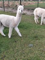 Witte alpaca merries, Dieren en Toebehoren, September, Meerdere dieren
