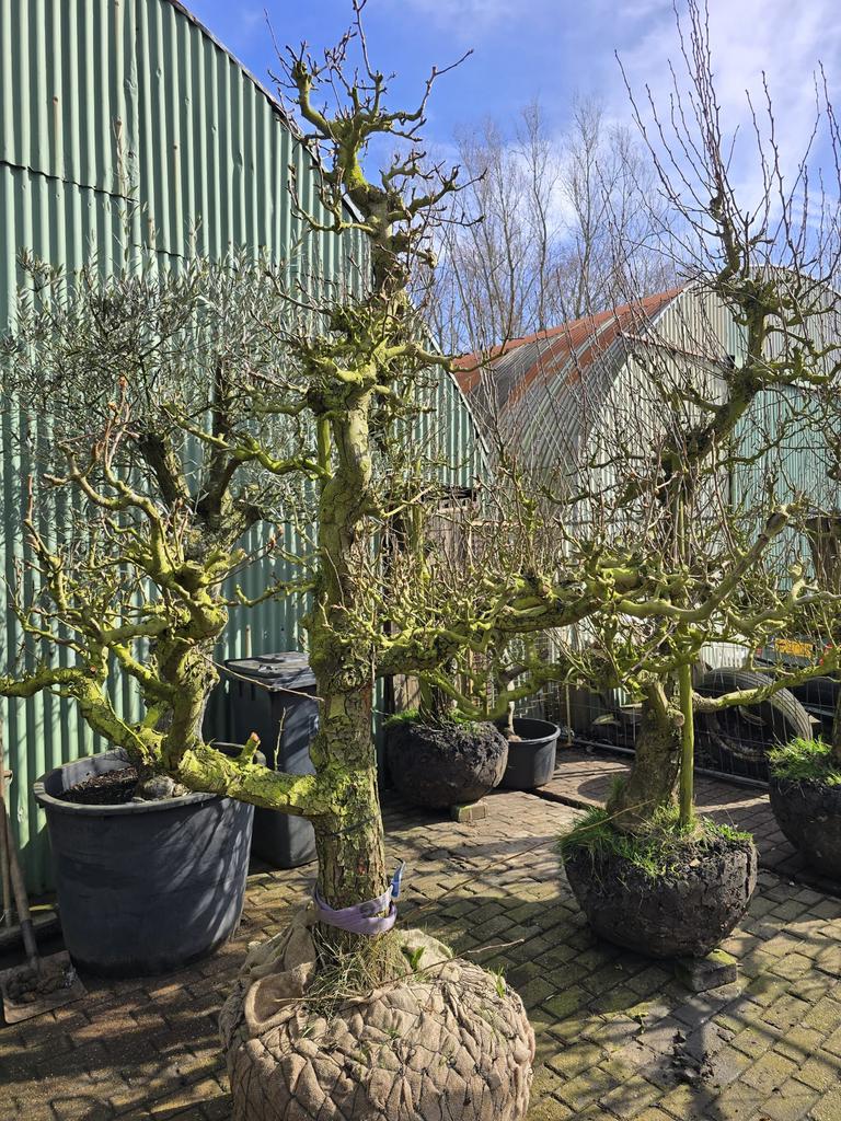 Perenboom, Ophalen, Lente