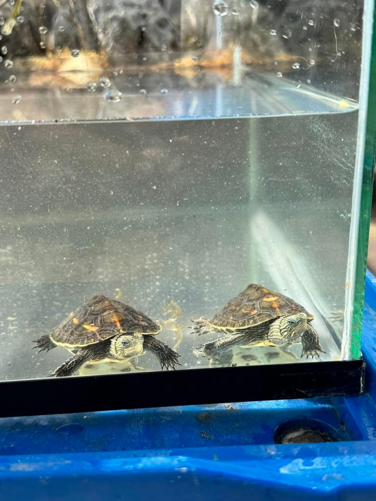 schildpad en tartarium, Dieren en Toebehoren, Schildpad, 0 tot 2 jaar