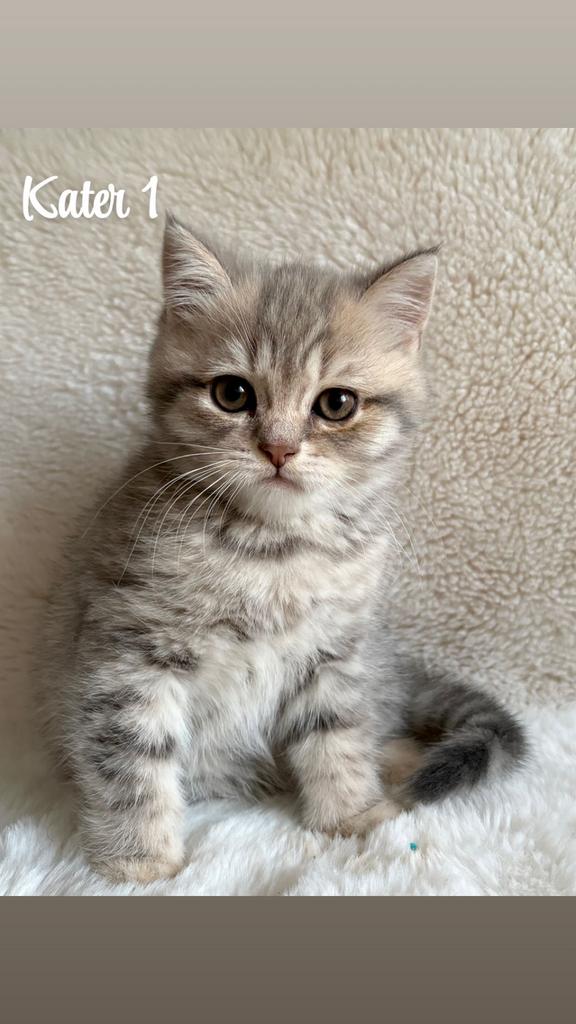Britse korthaar Silver tabby, Kater, Ontwormd, 0 tot 2 jaar