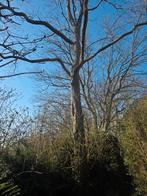 Gratis hout, Ophalen of Verzenden, Volle zon, Overige soorten, 100 tot 250 cm